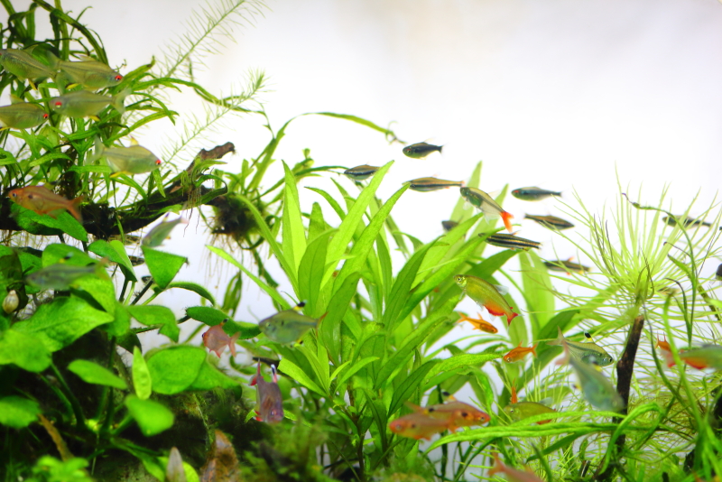 植栽から44日目　ニューラージリーフハイグロ